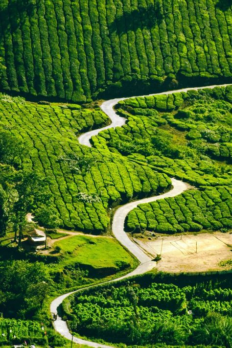 Munnar to Thekkady