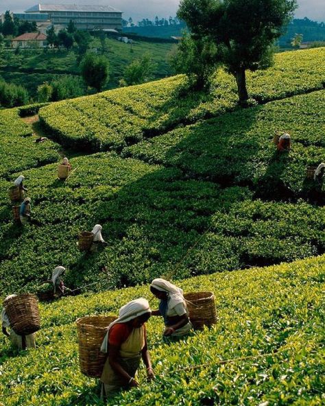 Munnar sightseeing